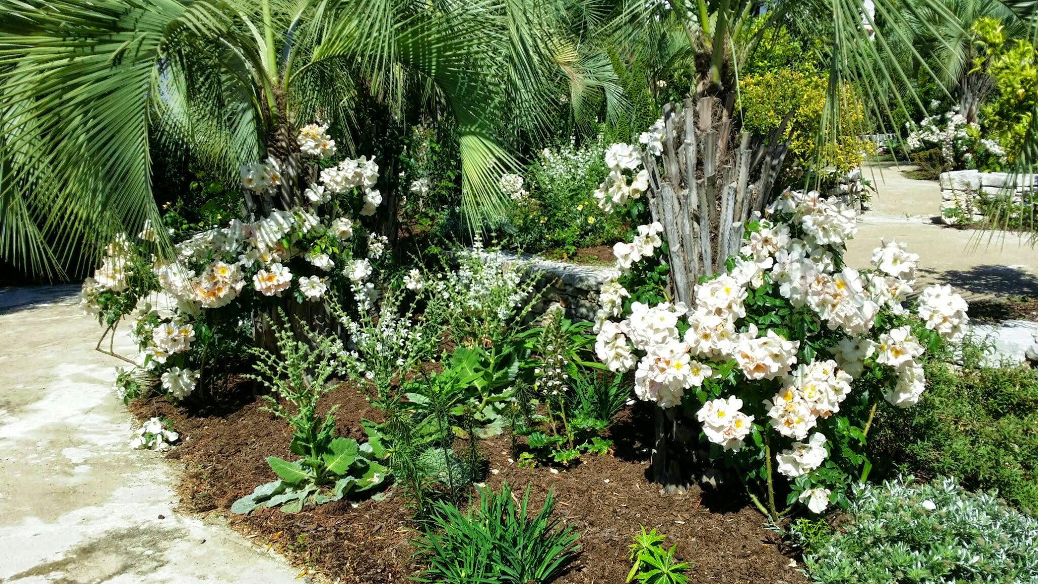 Entretien et création de Jardin, Rosier